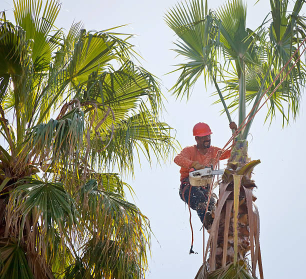 Avonmore, PA Tree Removal Company